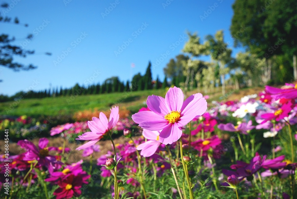 Cosmos flowers in a garden with blue sky background.