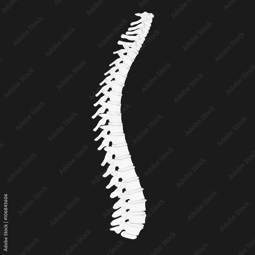 Spine. 3D Illustration. Spine. 3D Illustration.