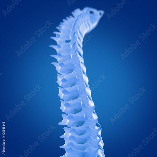 Spine. 3D Illustration.