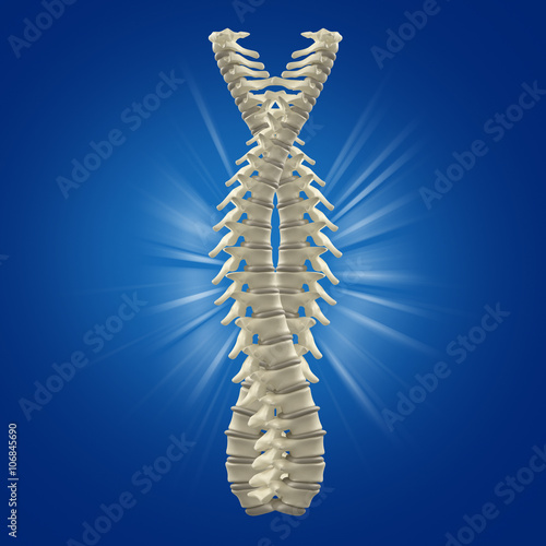 Spine. 3D Illustration.