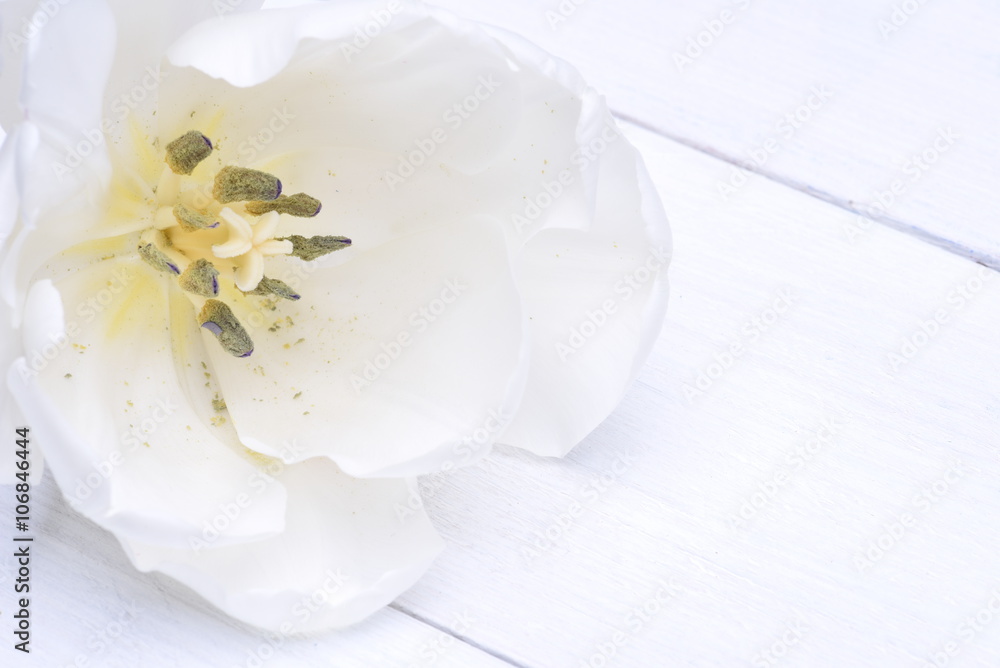 Single white tulip flower head closeup on wooden board
