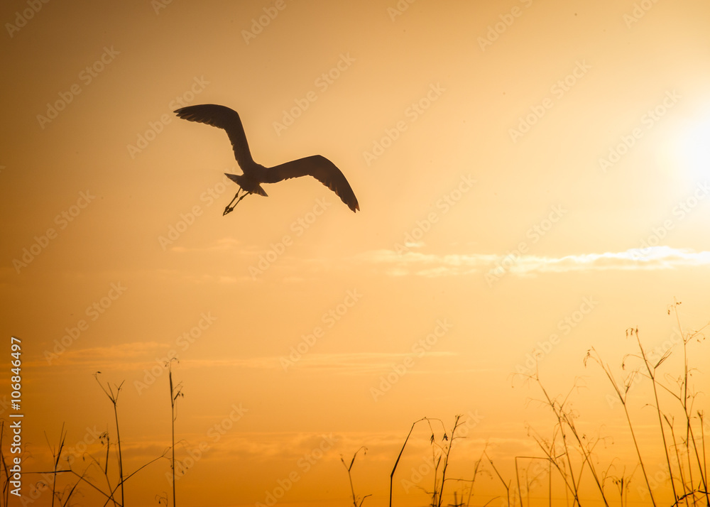 Fototapeta premium bird in silhouette