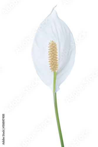 Fototapeta Naklejka Na Ścianę i Meble -  Peace lily flower with stem