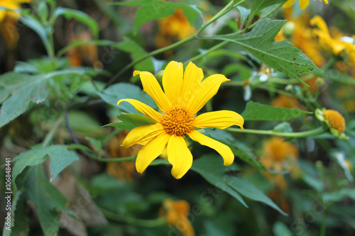 Tree marigold  Mexican tournesol  Mexican sunflower  Japanese su