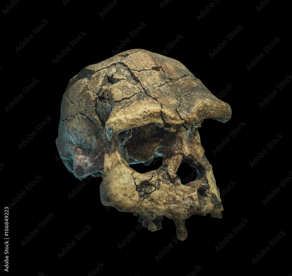 Skull of the person on a black background. Skull of the person on a black background.