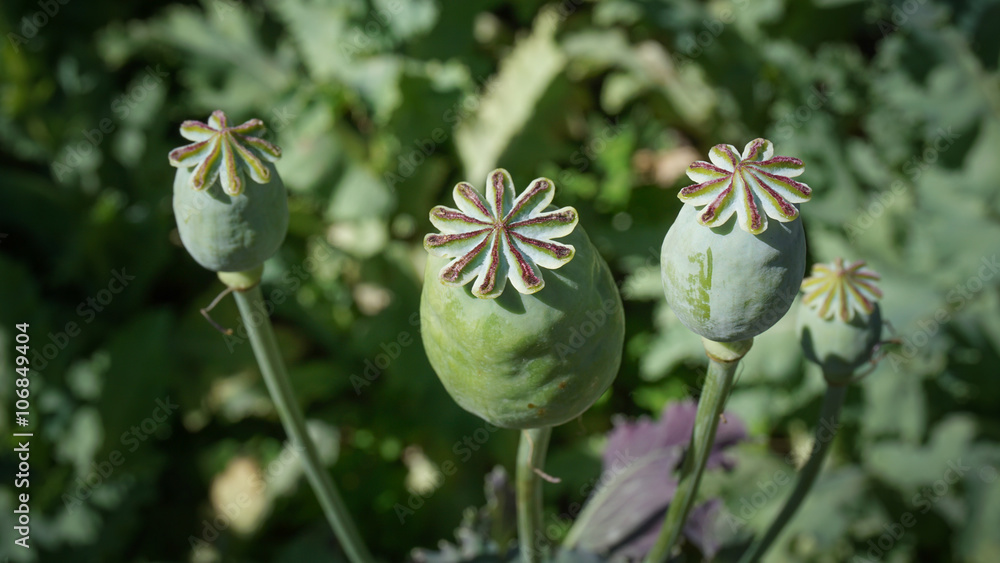 Opium poppy Opium poppy