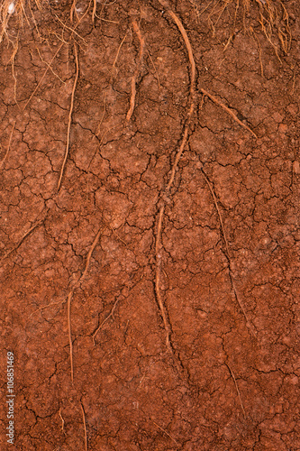 Root of the tree in ground