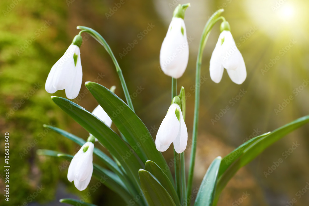 Snowdrops first spring flowers Snowdrops first spring flowers
