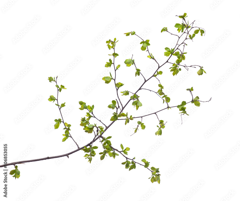 Early spring flowering green tree branch isolated on white. Early spring concept