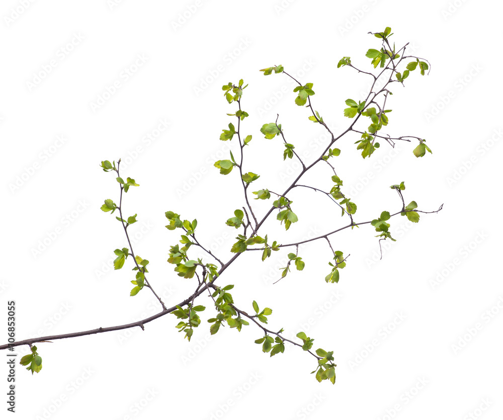 Early spring flowering green tree branch isolated on white. Early spring concept Early spring flowering green tree branch isolated on white. Early spring concept