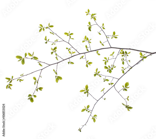 Early spring flowering green tree branch isolated on white. Early spring concept © F8  \ Suport Ukraine