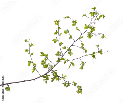 Early spring flowering green tree branch isolated on white. Early spring concept © F8  \ Suport Ukraine