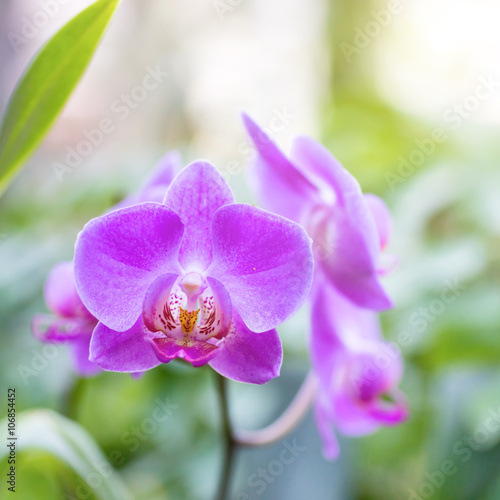 Fototapeta Naklejka Na Ścianę i Meble -  Purple orchids in a tropical forest