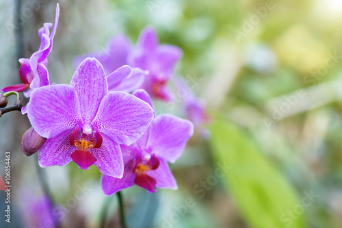Fototapeta Naklejka Na Ścianę i Meble -  Purple orchids in a tropical forest