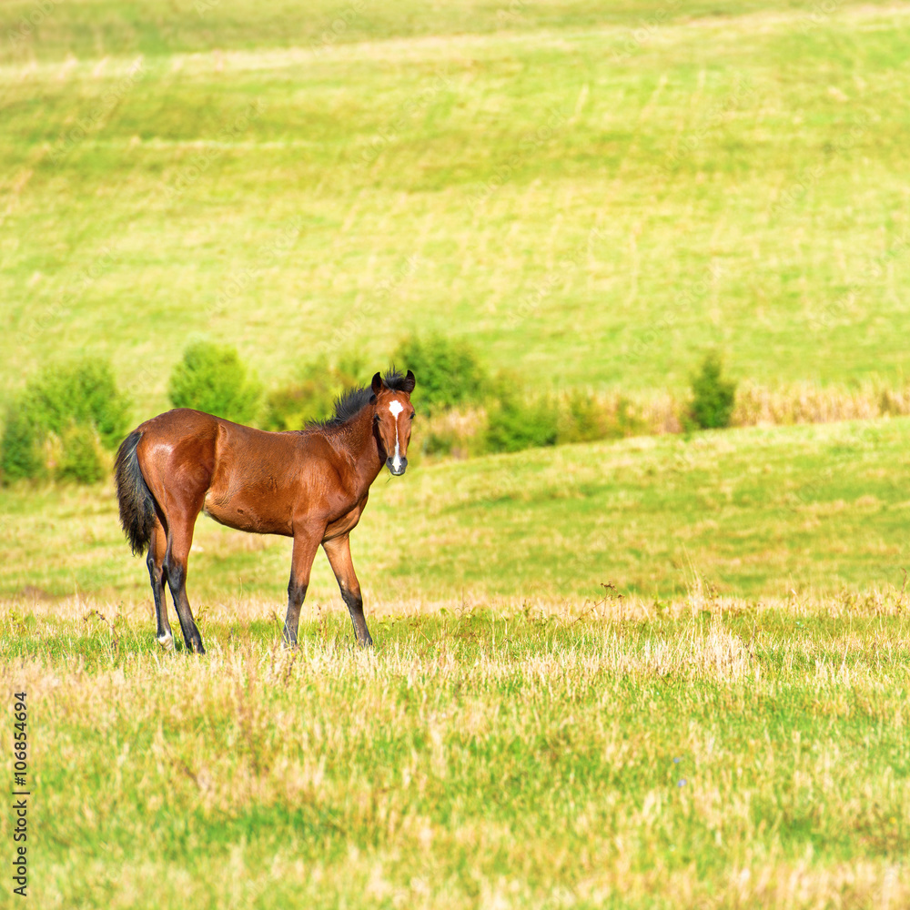 Fototapeta premium Horse on the green field