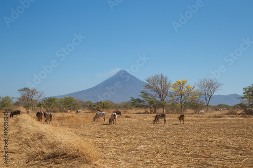 Momotombo view with field and cows during summer station, Nicaragua, Centralamerica photo