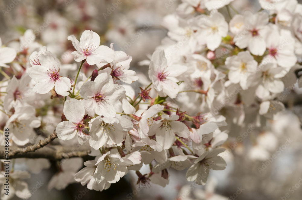 Obraz premium Ornamental cherry blossom in full bloom