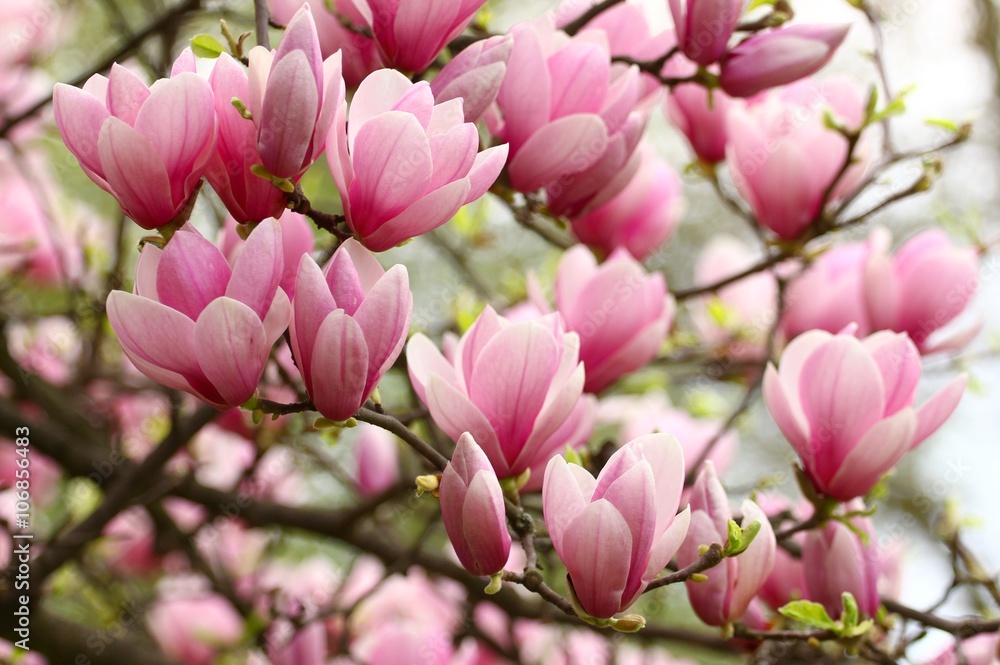 Fototapeta premium Pink magnolia flowers on tree
