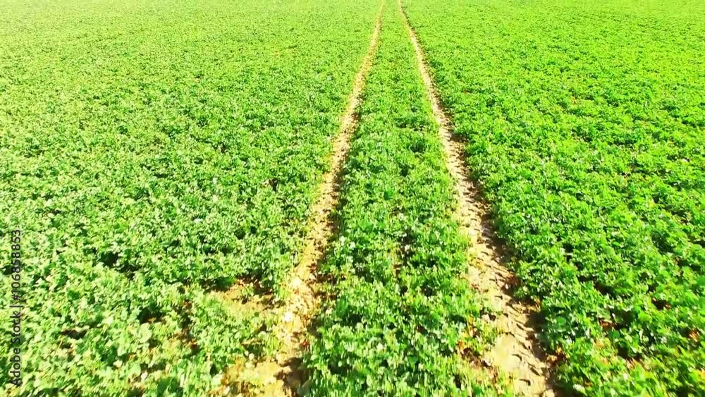 Camera flight over rapeseed field. Aerial view to field with young seedlings on springtime. Farmers use drones to inspect of cultivated fields. Camera flight over rapeseed field. Aerial view to field with young seedlings on springtime. Farmers use drones to inspect of cultivated fields.