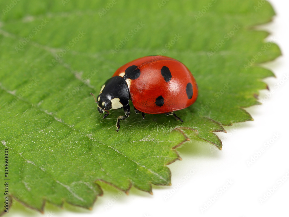 Ladybug on leaf Ladybug on leaf