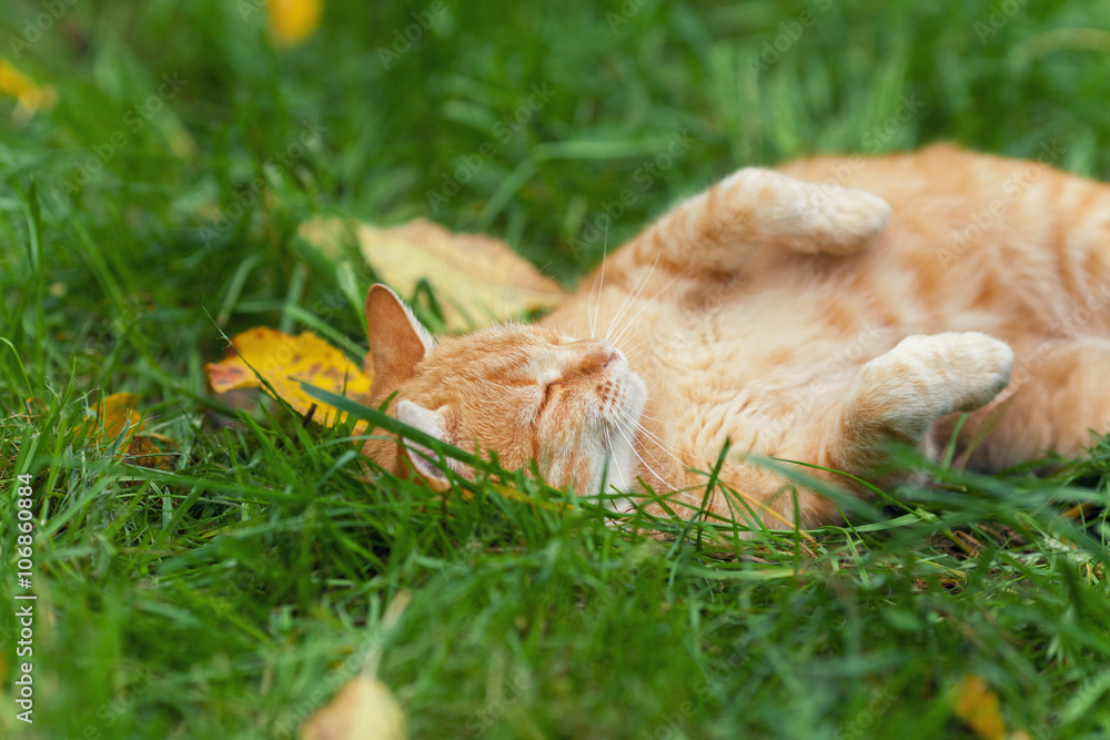 Little red kitten sleeping on the back in grass Little red kitten sleeping on the back in grass