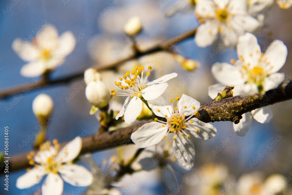 Blühender Zweig der Pflaume im Frühling Blühender Zweig der Pflaume im Frühling