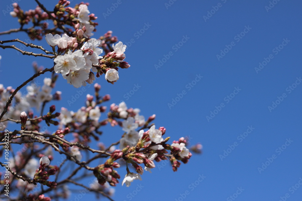 桜の花 桜の花