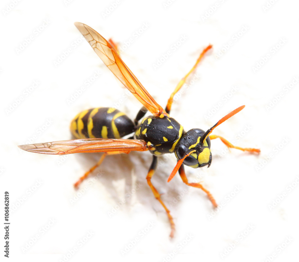 Yellow Jacket Wasp on white background. Close up with shallow DOF. Yellow Jacket Wasp on white background. Close up with shallow DOF.