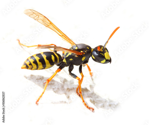 Yellow Jacket Wasp on white background. Close up with shallow DOF. 