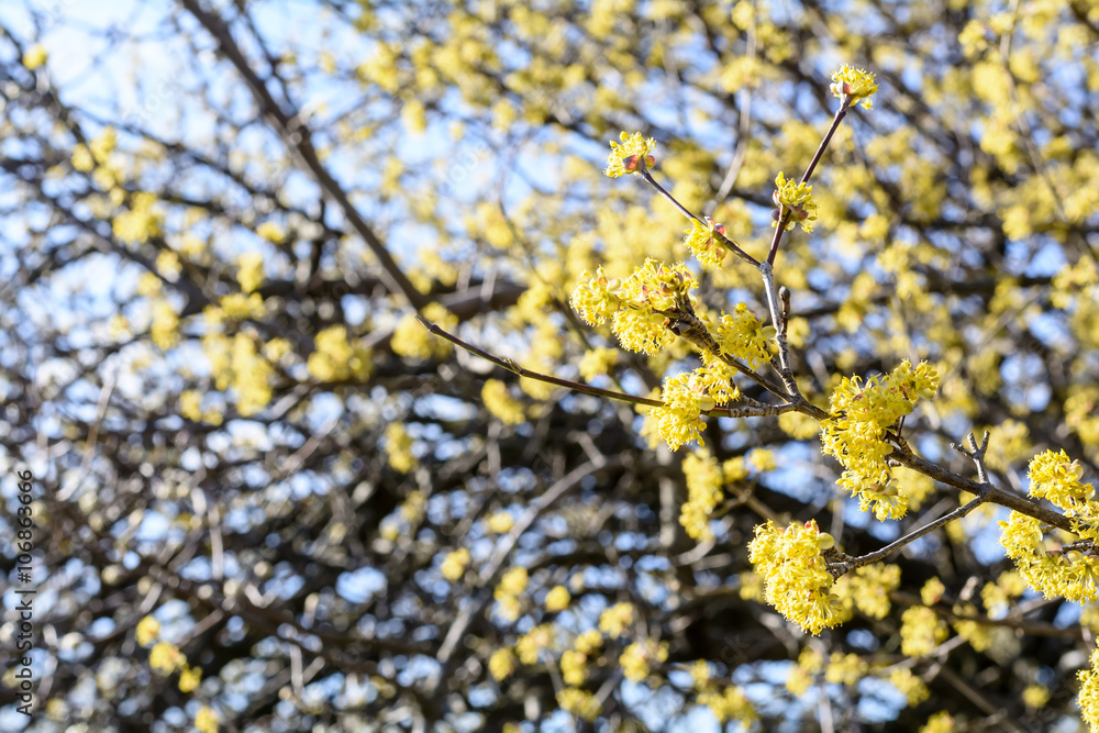 Cornus mas, Cornelian cherry, European cornel, dogwood, flowering plant in the dogwood Cornaceae, native to southern Europe and middle east. Cornus mas, Cornelian cherry, European cornel, dogwood, flowering plant in the dogwood Cornaceae, native to southern Europe and middle east.