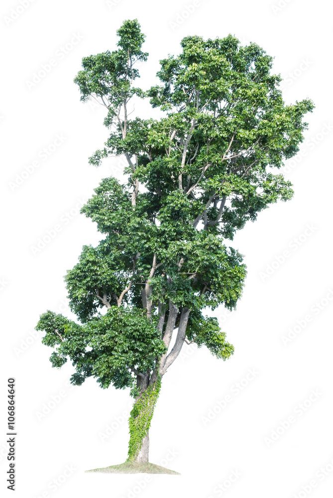 Obraz premium Tree isolated on white background