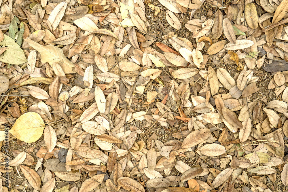 Dry leaves Dry leaves