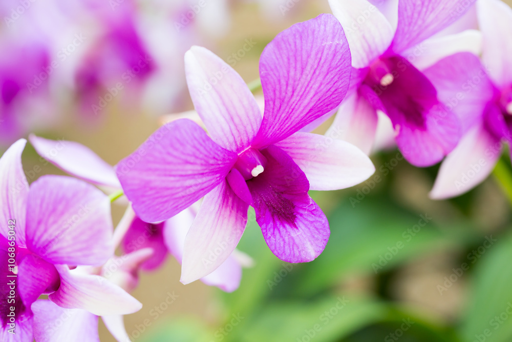 Beautiful flower dendrobium belchim orchids. Beautiful flower dendrobium belchim orchids.
