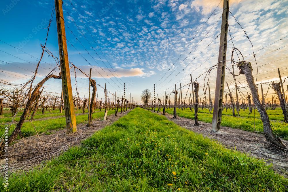 leafless vineyards organized into files leafless vineyards organized into files