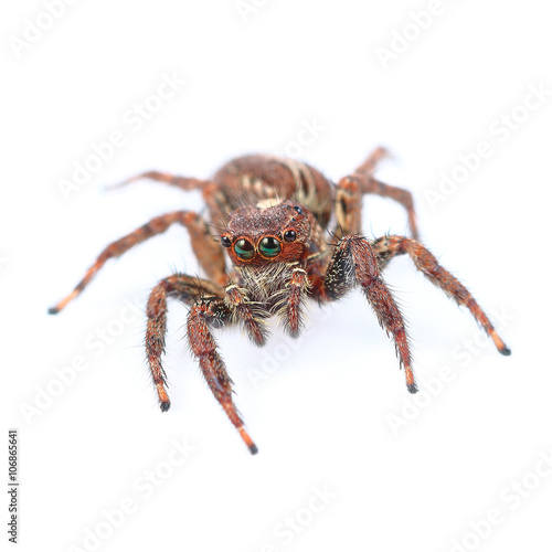 One home spider isolated on white
