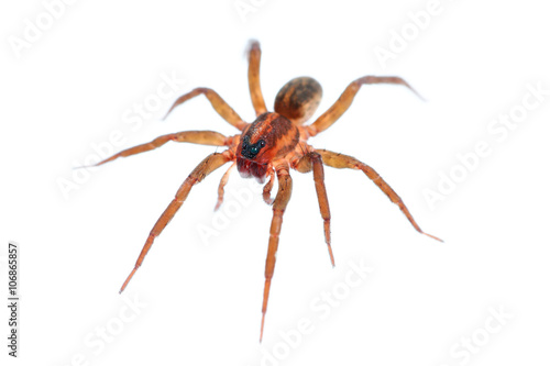 Long legs spider isolated on white