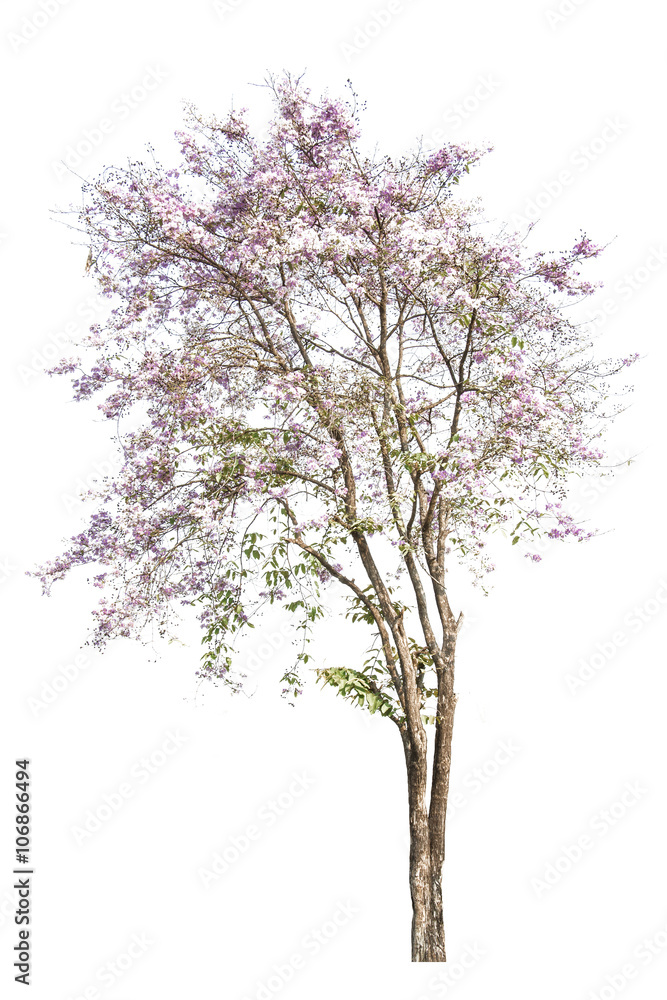 Obraz premium pink flowers tree isolated on white background