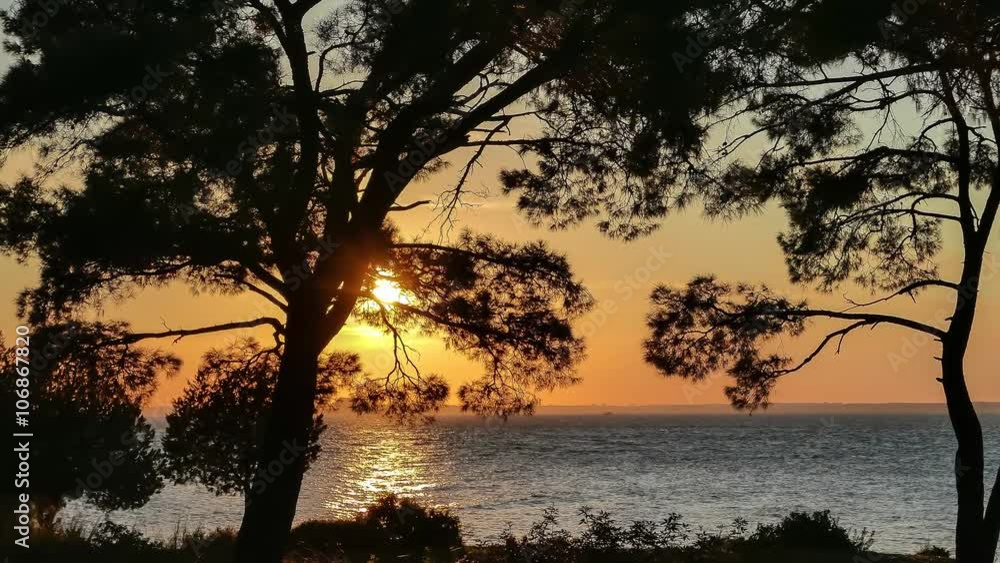Sunset over the sea through pine trees with fishing boat in front of skyline. 4k Sunset over the sea through pine trees with fishing boat in front of skyline. 4k