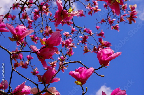 Bild auf Leinwand 紫木蓮の花