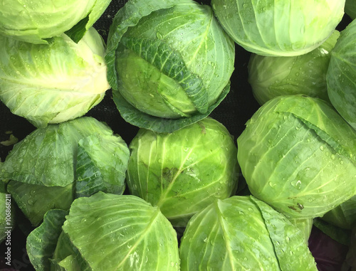 Fresh picked lettuce background