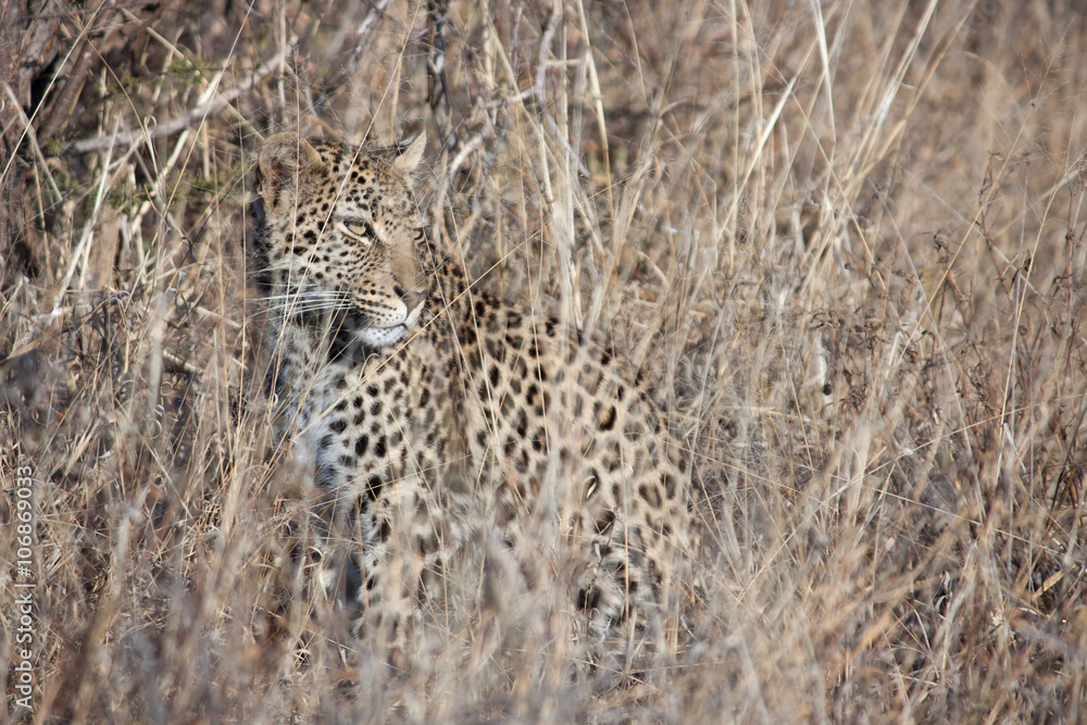 Naklejka premium Leopard camouflaged in the grass
