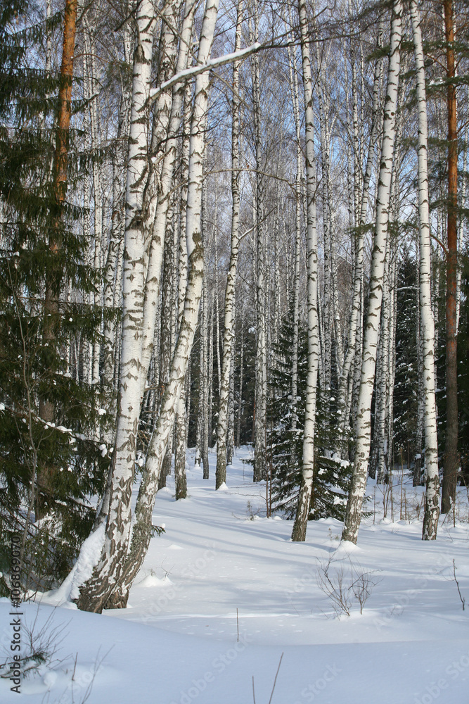 Fototapeta premium pine and birch