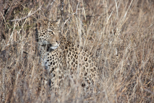 Leopard camouflaged in the grass © johann21