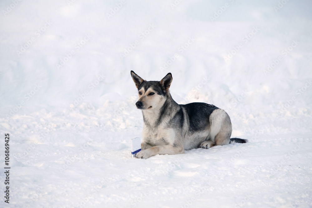 Naklejka premium portrait of a dog