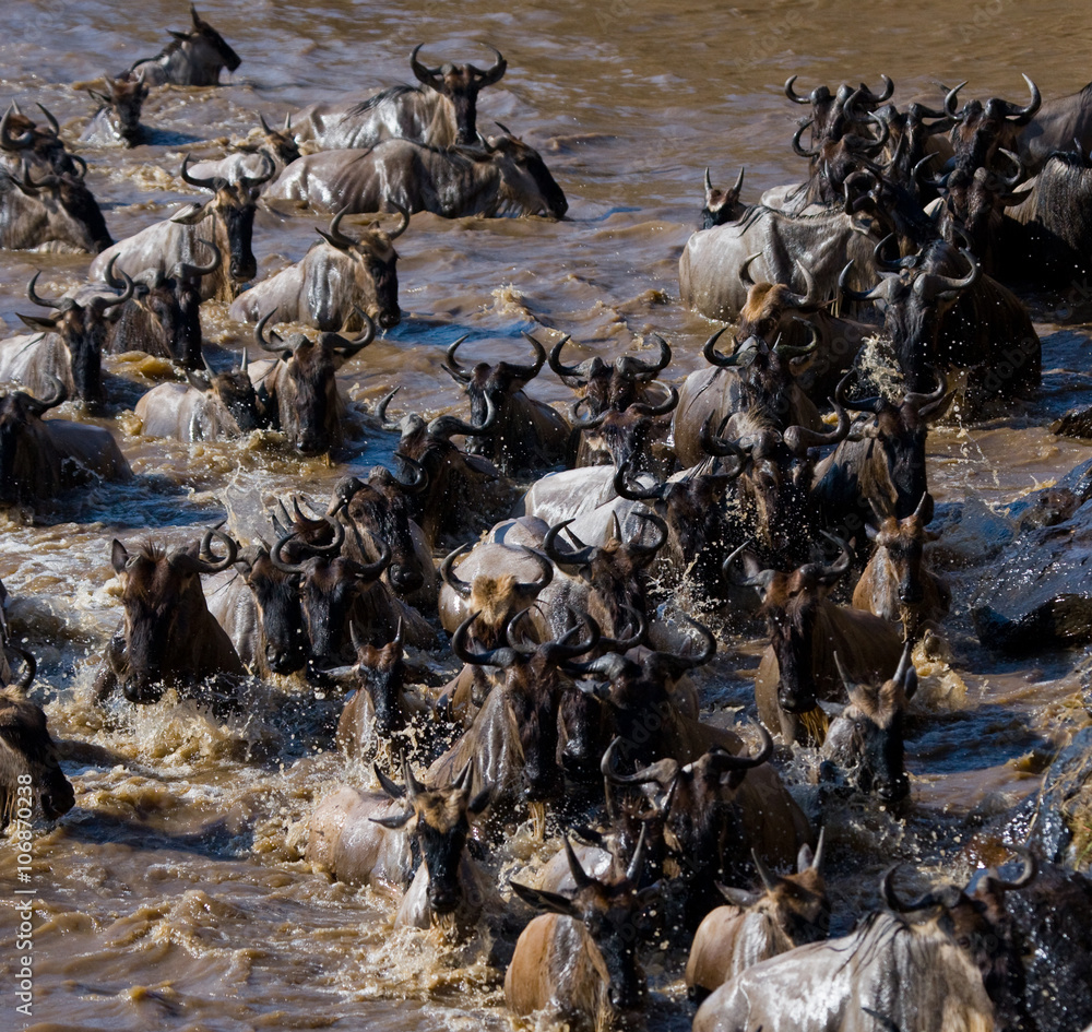 Wildebeests are crossing Mara river. Great Migration. Kenya. Tanzania. Masai Mara National Park. An excellent illustration. Wildebeests are crossing Mara river. Great Migration. Kenya. Tanzania. Masai Mara National Park. An excellent illustration.
