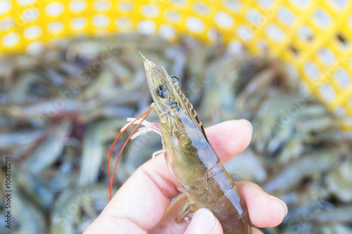 hand holding a fresh shrimp at seafood market