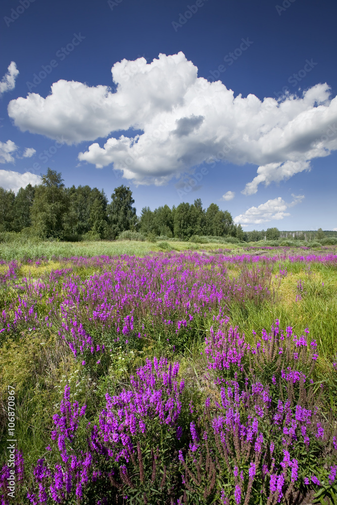 wildflowers