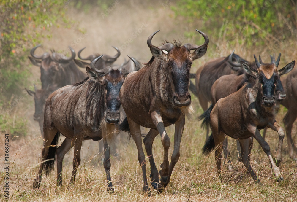 Wildebeests running through the savannah. Great Migration. Kenya. Tanzania. Masai Mara National Park. An excellent illustration. Wildebeests running through the savannah. Great Migration. Kenya. Tanzania. Masai Mara National Park. An excellent illustration.