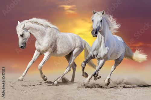 Two beautiful  white stallion run in desert against sunset sky