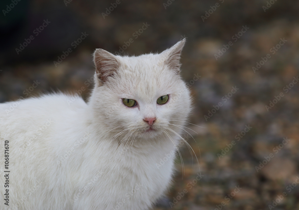 White cat with green eyes